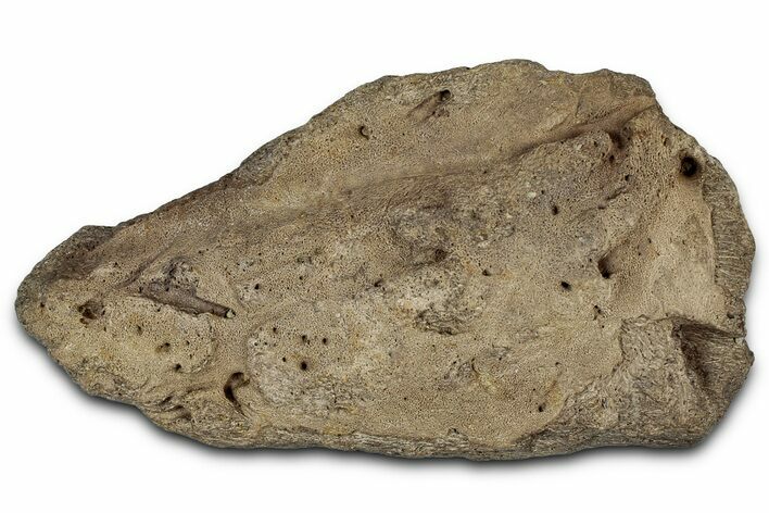 Dinosaur (Triceratops) Frill Shield Section - Montana #355178